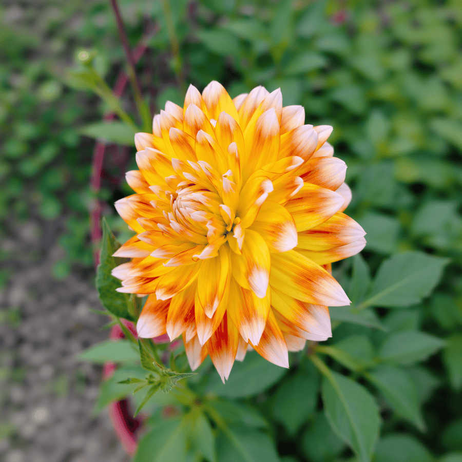 Dahlie Peaches and Cream