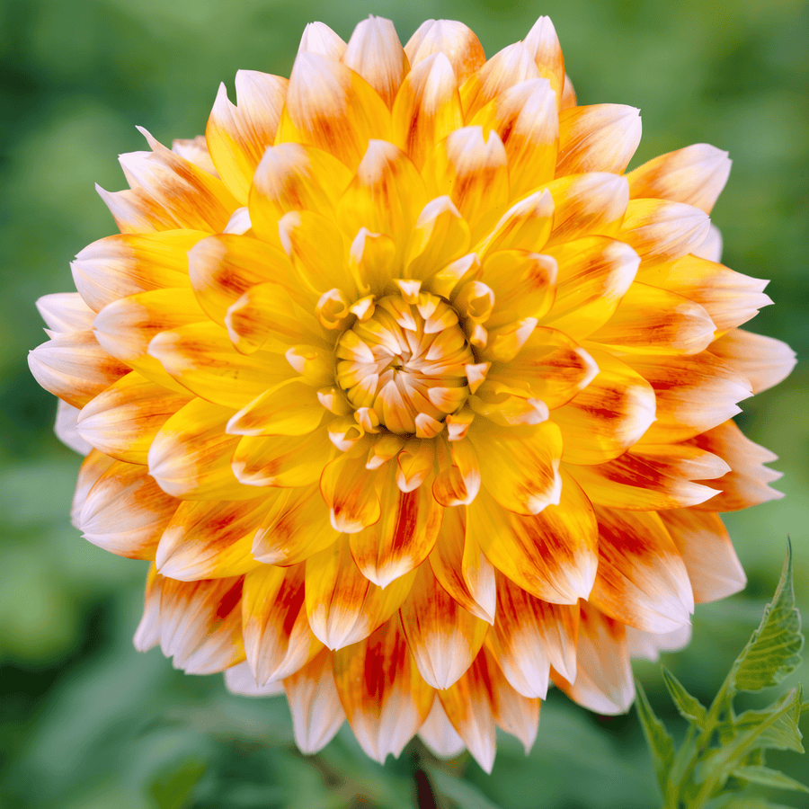 Dahlie Peaches and Cream
