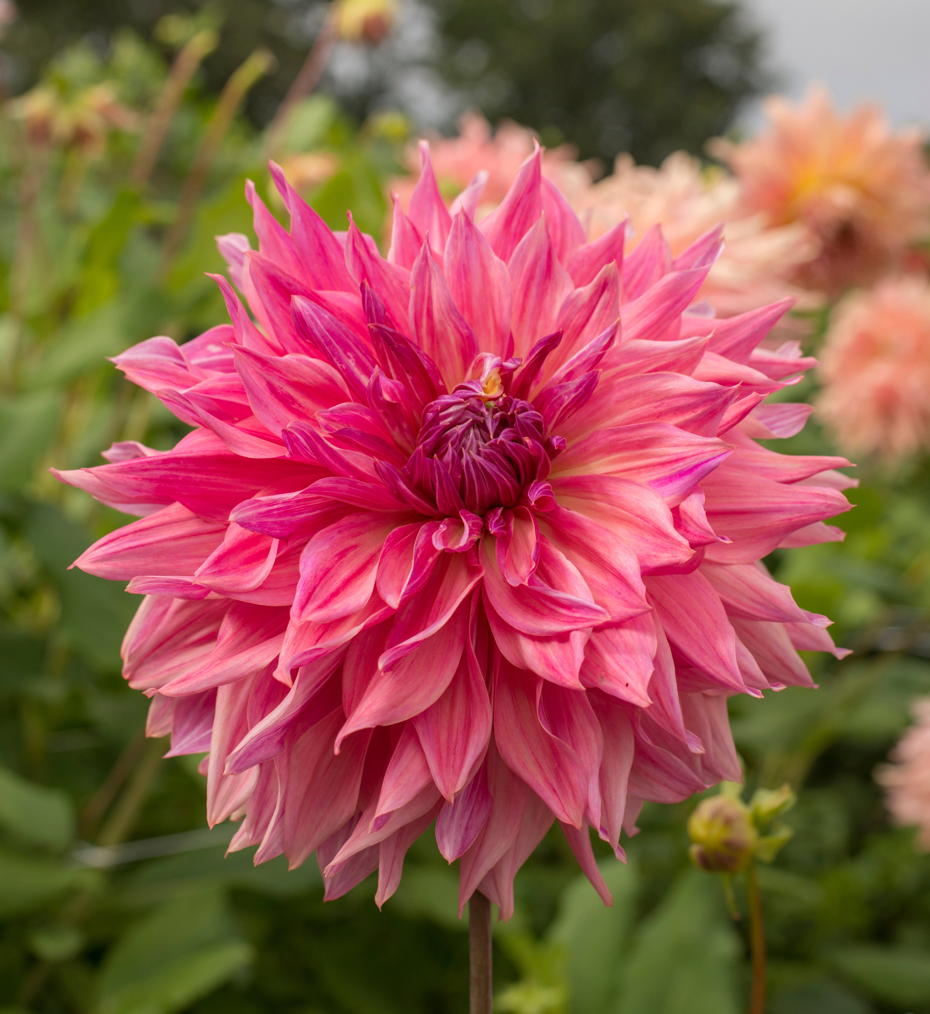 Dahlie Penhill Dark Monarch