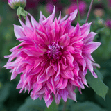 Dahlie Penhill Dark Monarch