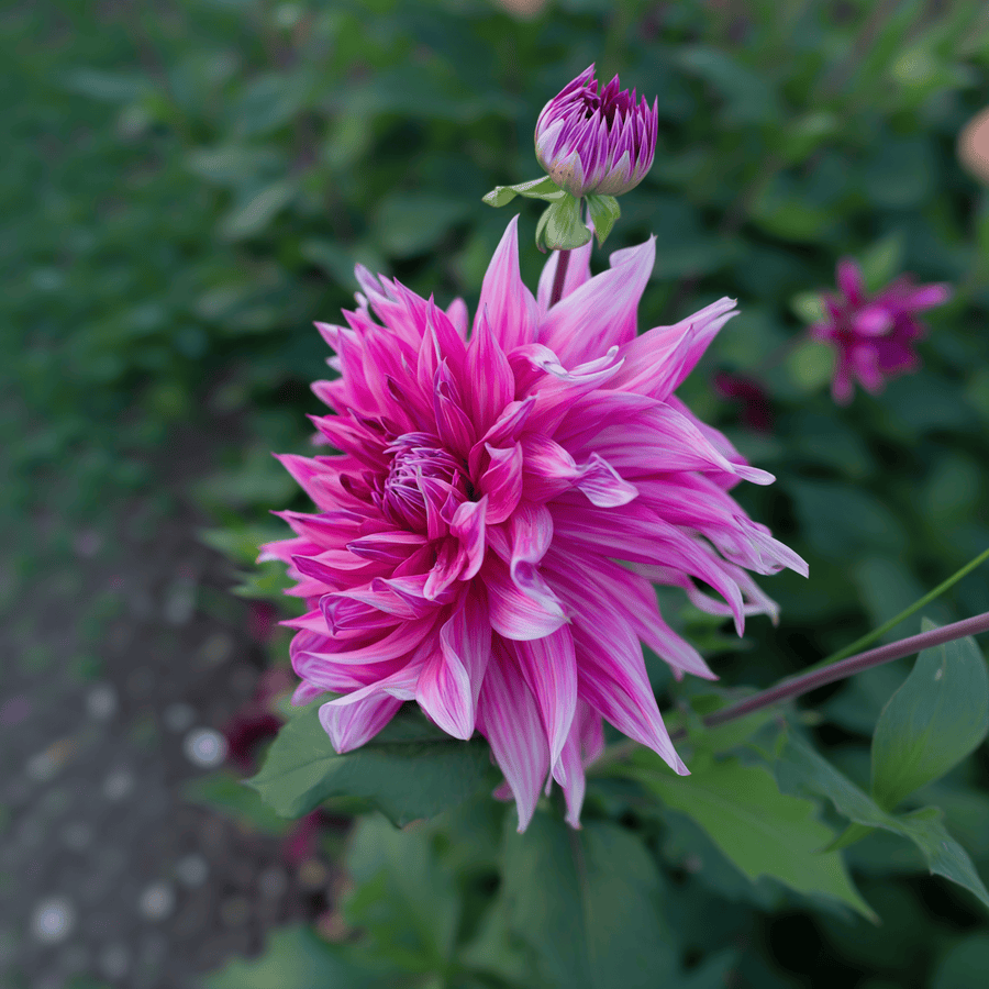 Dahlie Penhill Dark Monarch