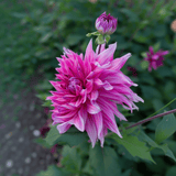 Dahlie Penhill Dark Monarch