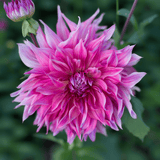 Dahlie Penhill Dark Monarch