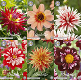 Kollektion Blüten der Leidenschaft