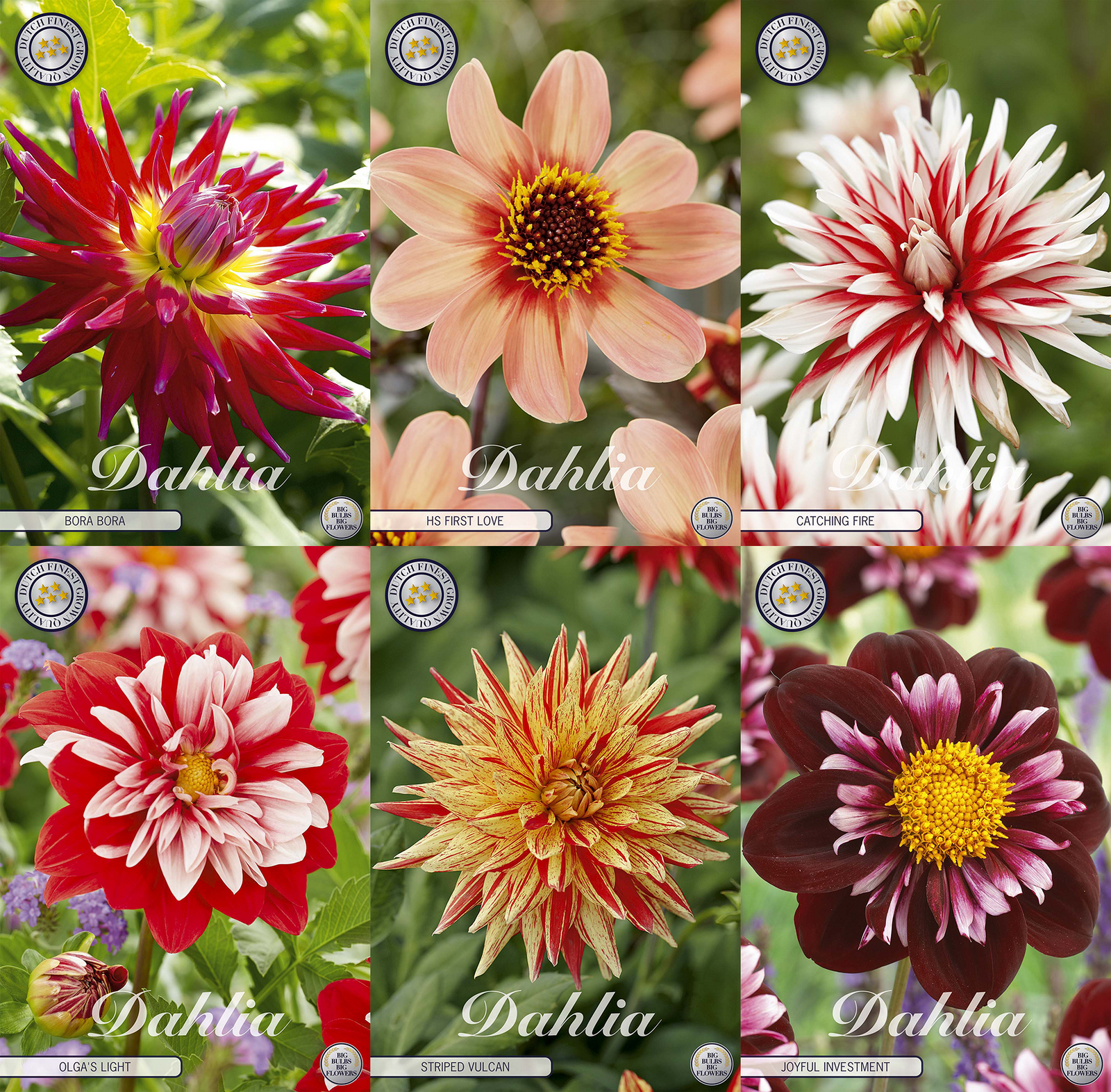 Kollektion Blüten der Leidenschaft