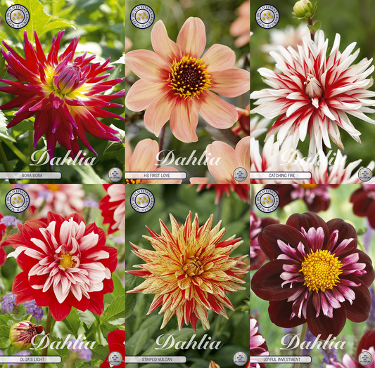 Kollektion Blüten der Leidenschaft