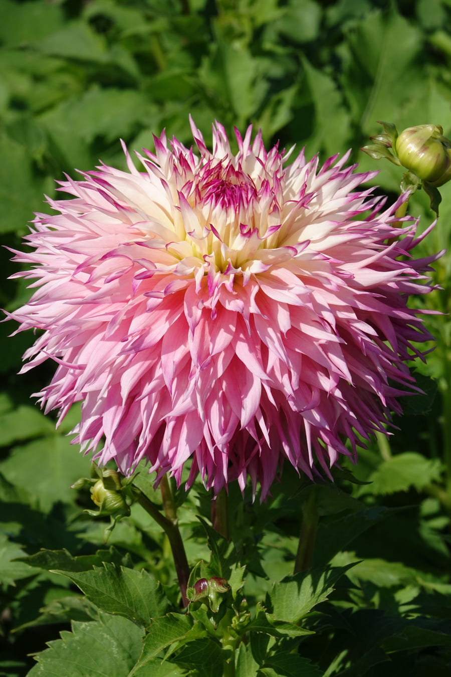 Dahlie 'Pinelands Princess'