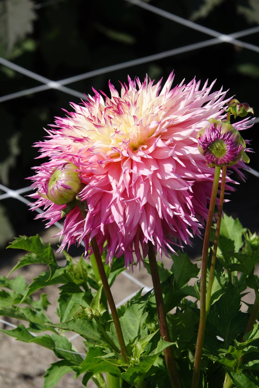 Dahlie 'Pinelands Princess'