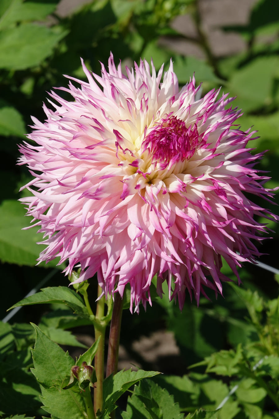 Dahlie 'Pinelands Princess'