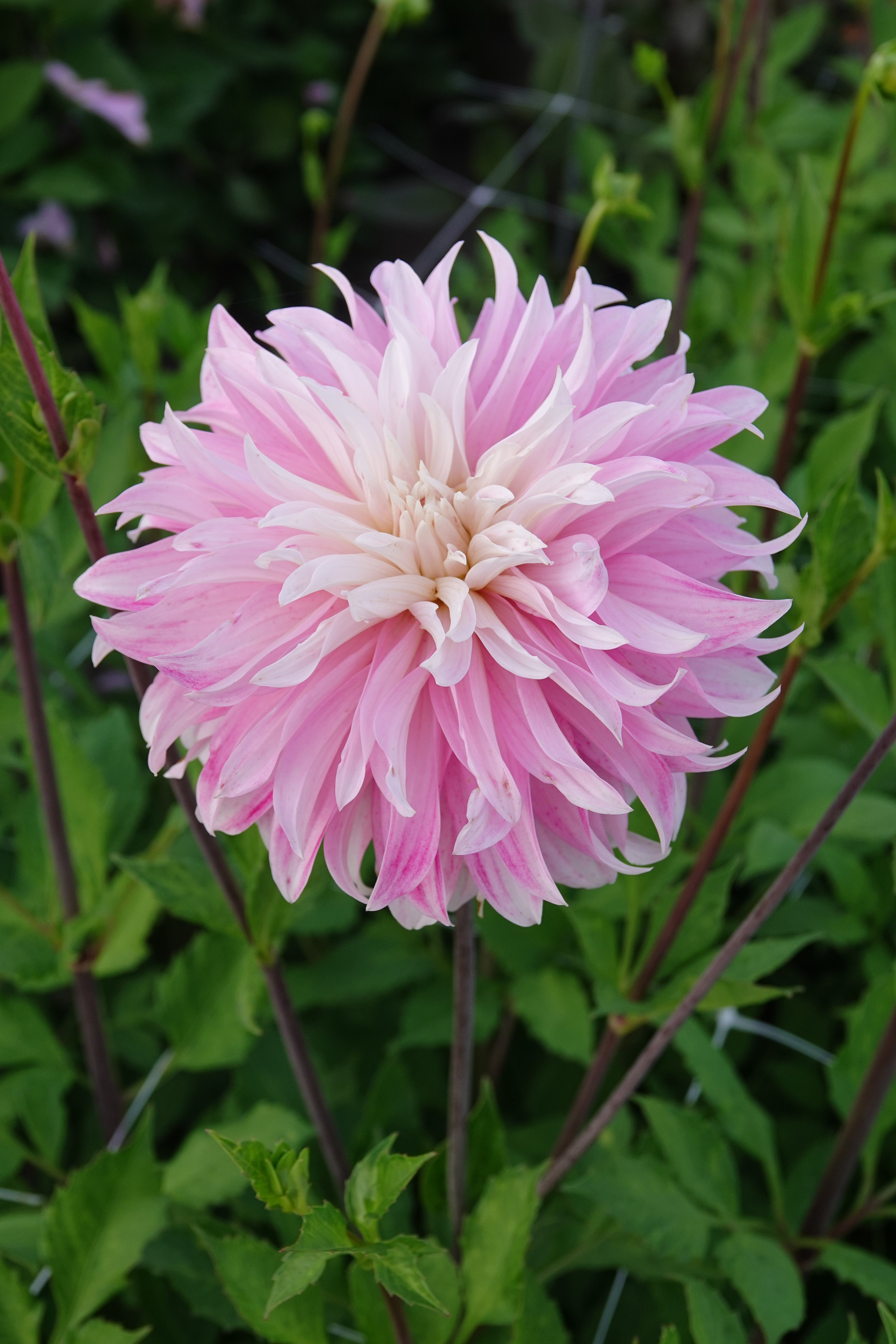 Dahlia Rosa Petticoat