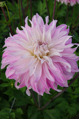 Dahlia Rosa Petticoat