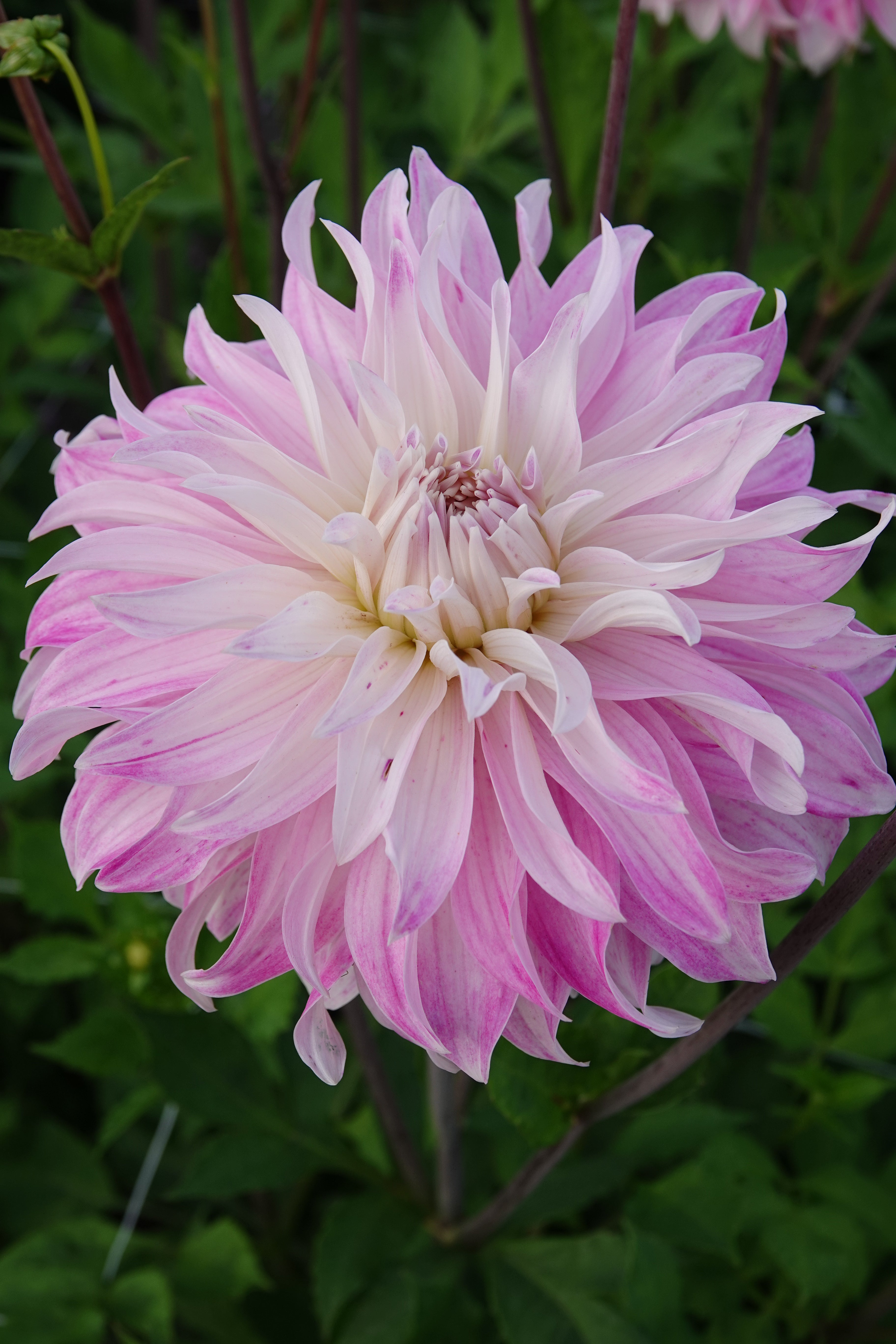 Dahlia Rosa Petticoat