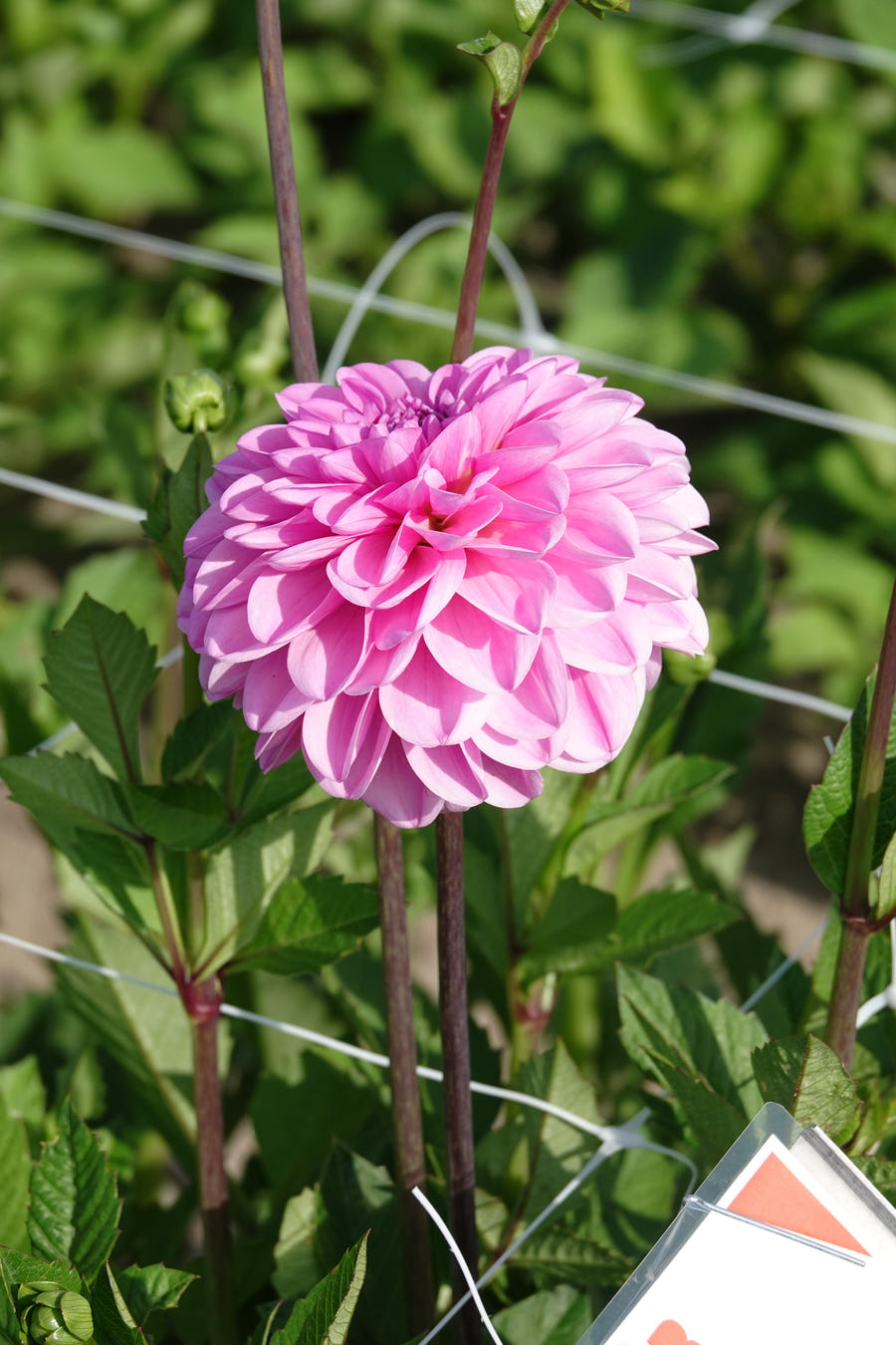 Dahlie Pink Pop