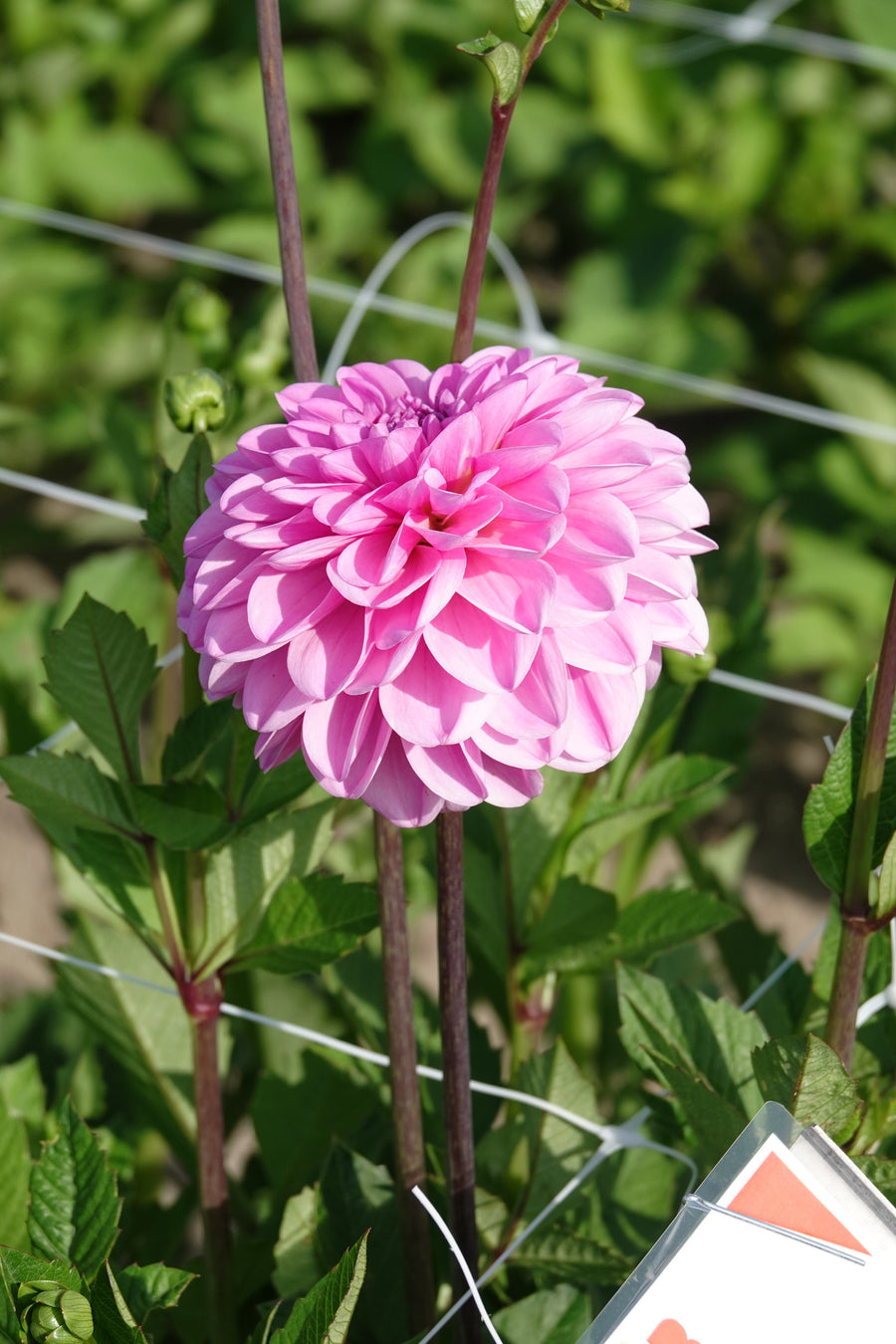 Dahlie Pink Pop