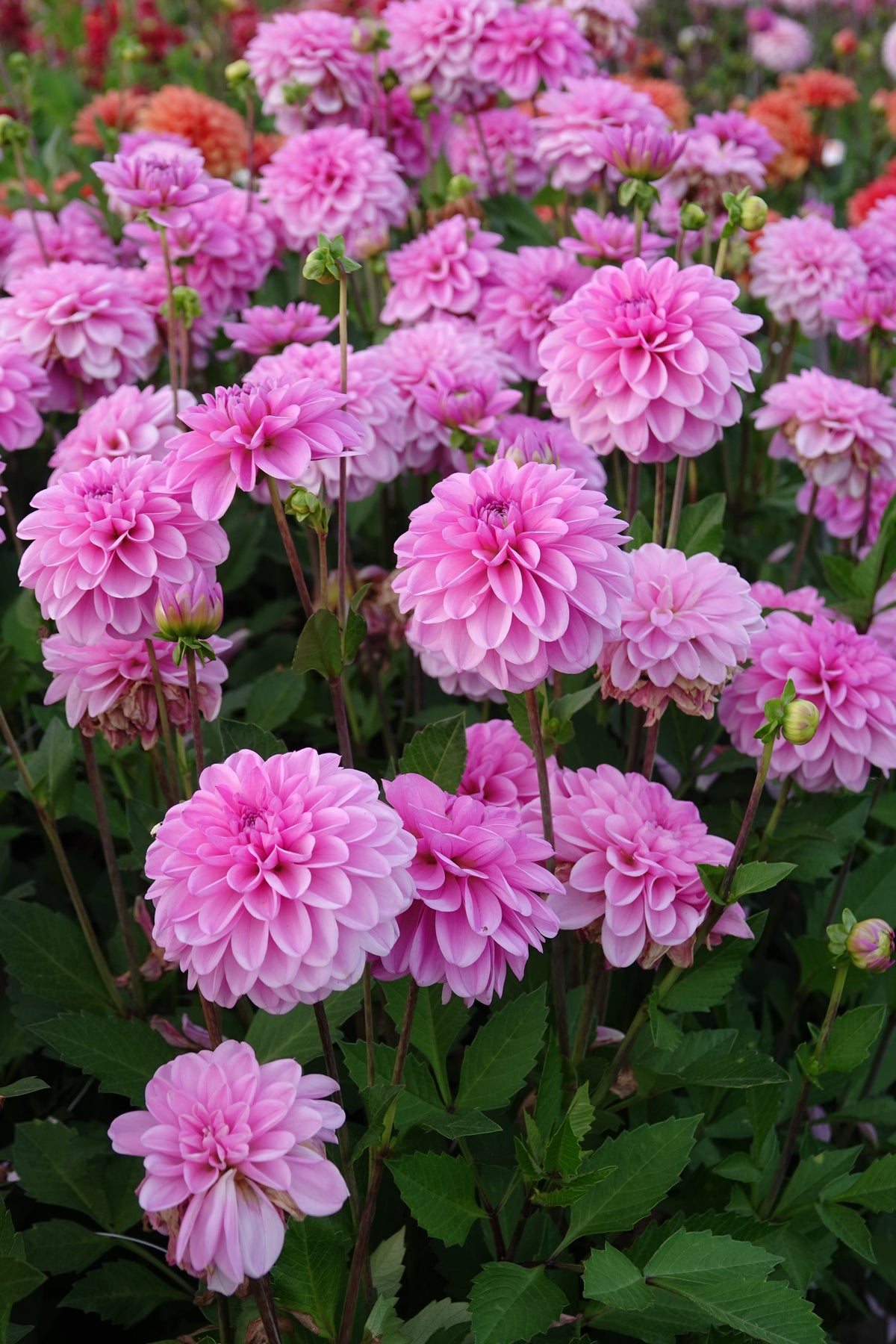 Dahlie Pink Pop