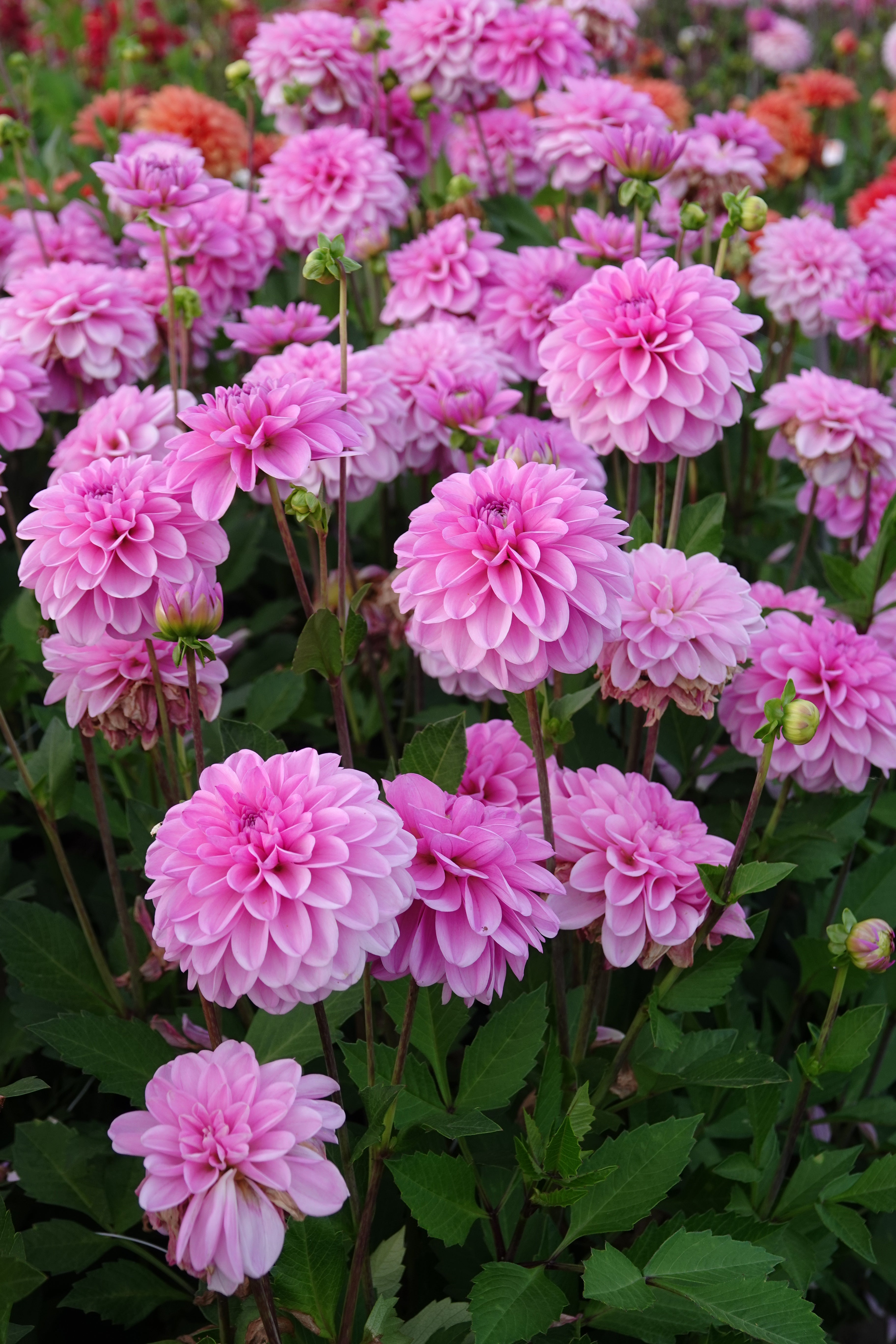 Dahlie Pink Pop
