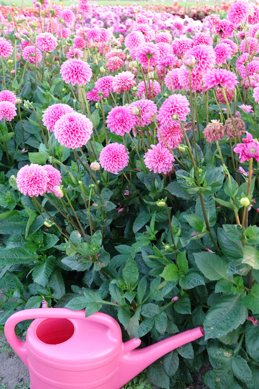 Dahlie Pink Pop