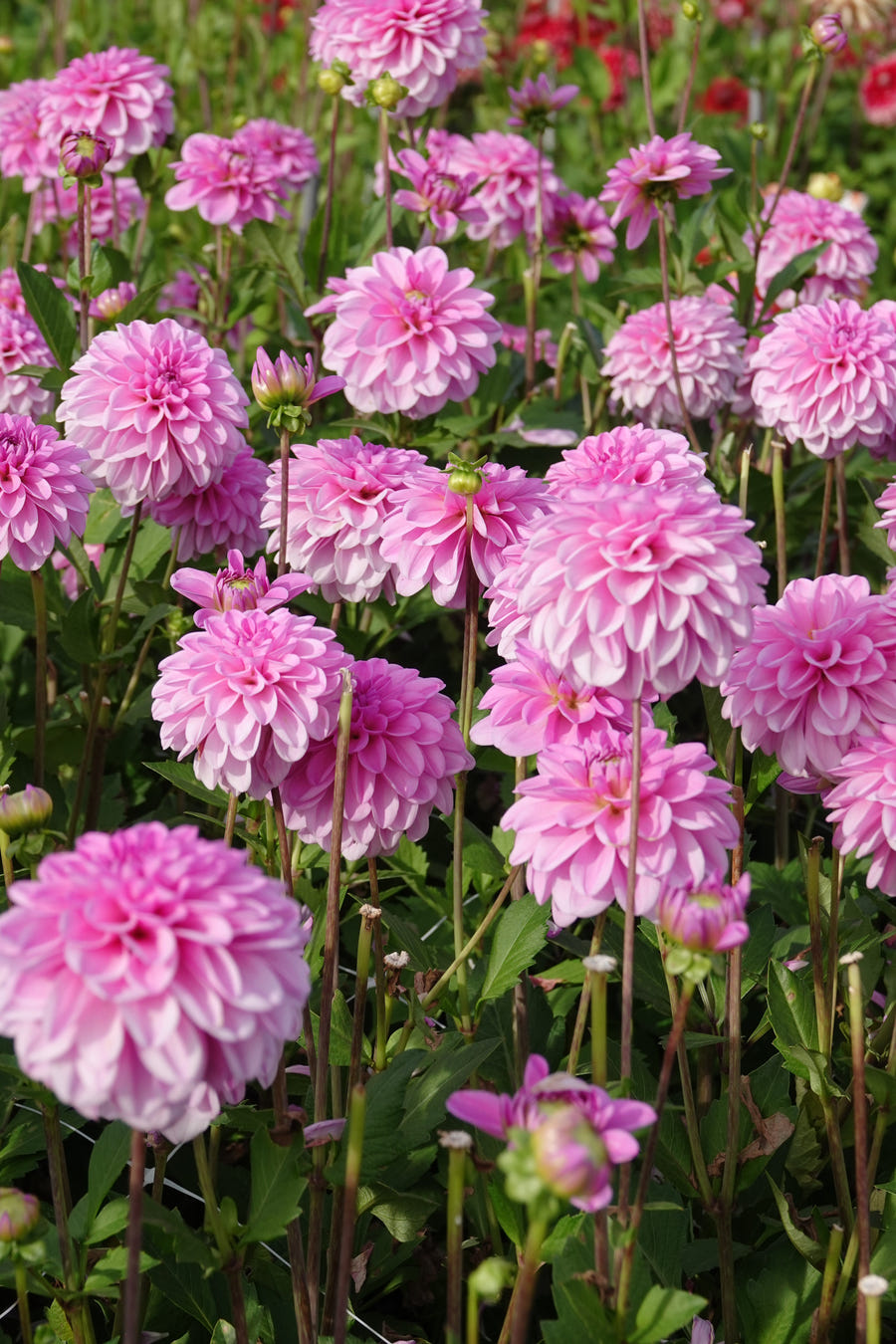 Dahlie Pink Pop