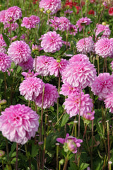 Dahlie Pink Pop
