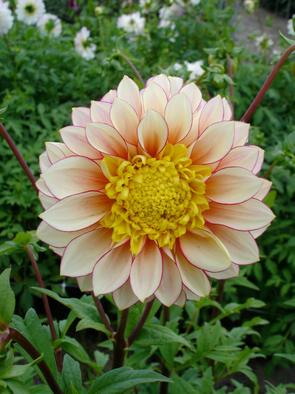 Dahlie Polka