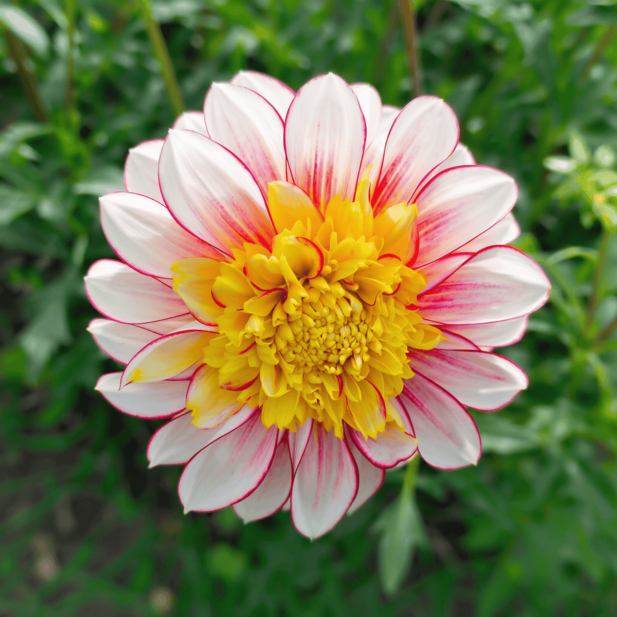 Dahlie Polka