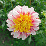 Dahlie Polka