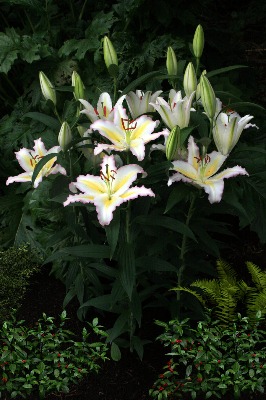 Lilium Primrose Hill