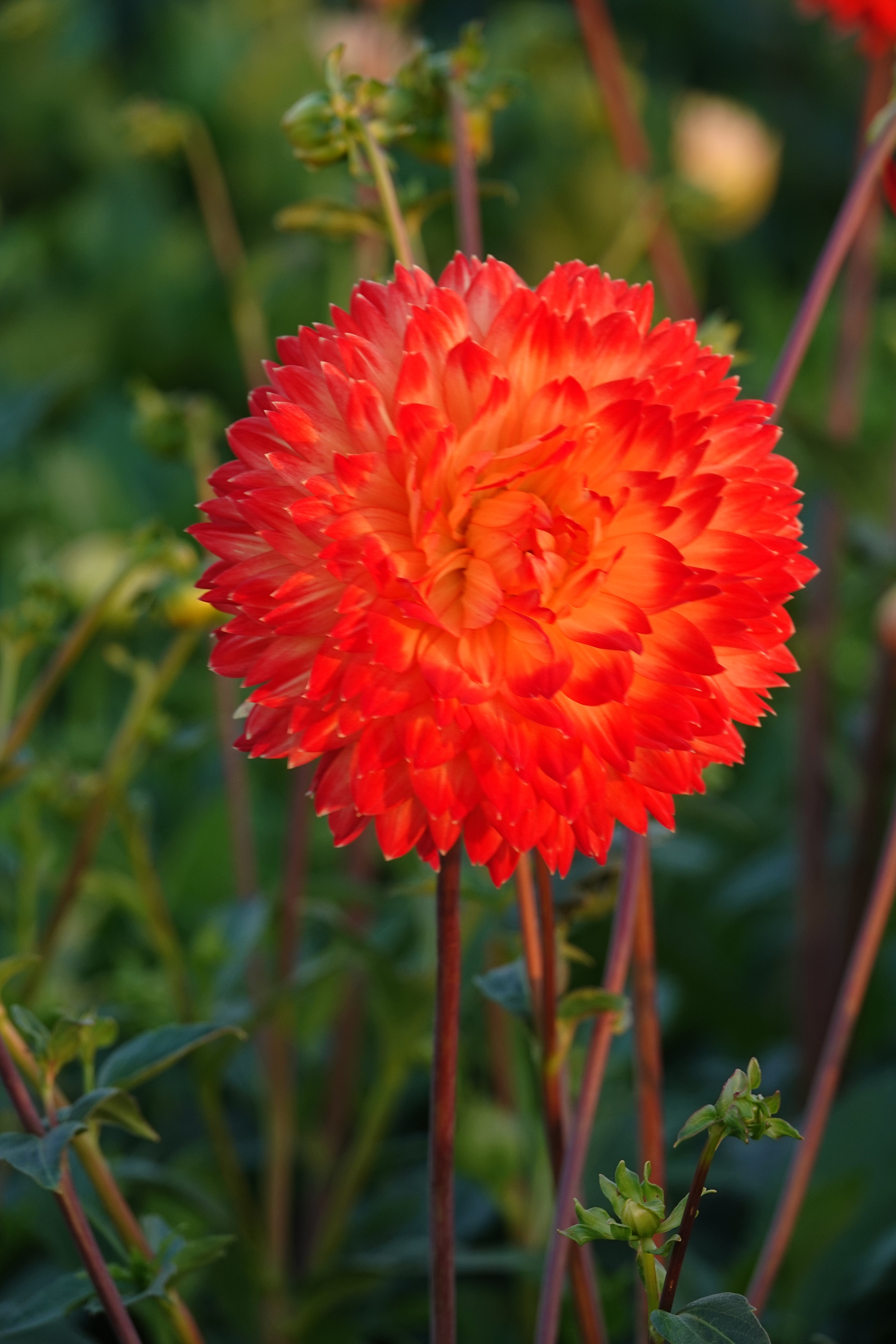 Dahlia Procyon
