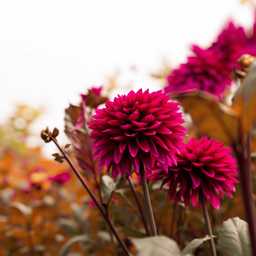 Dahlie Purple Flame