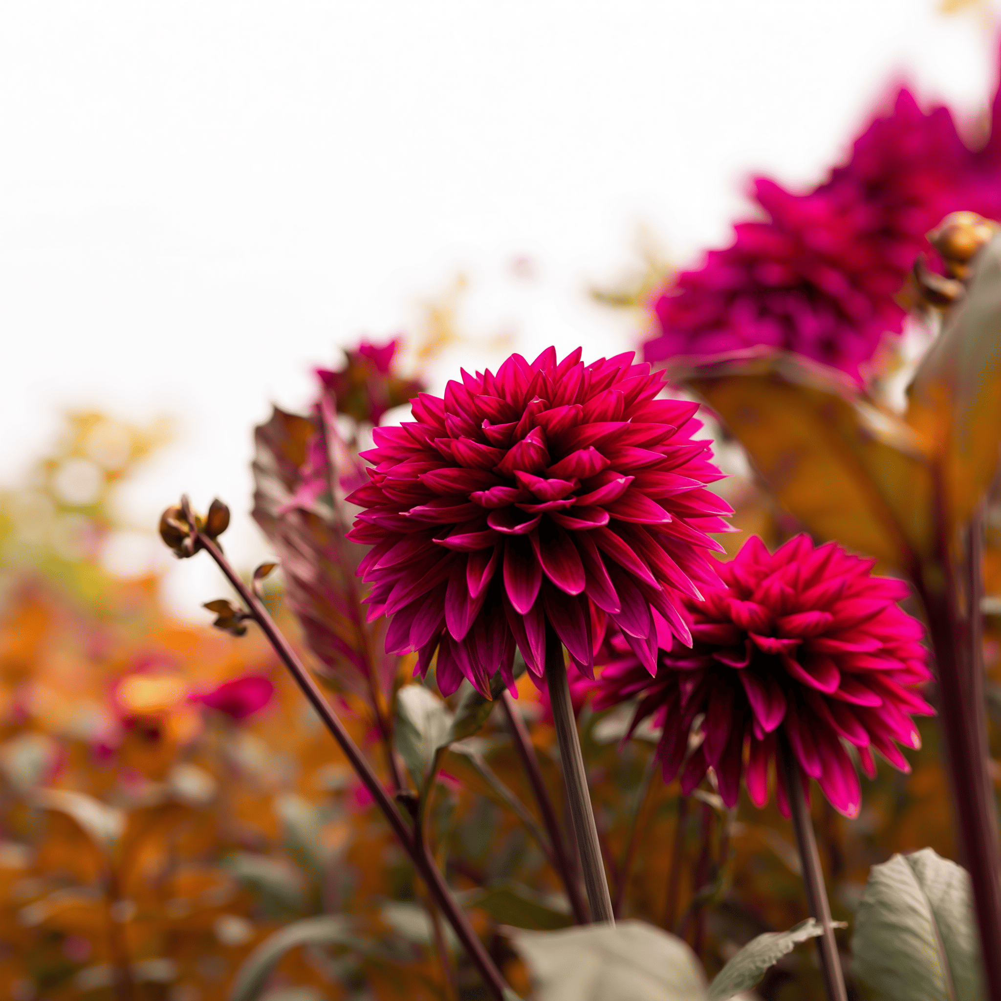 Dahlie Purple Flame