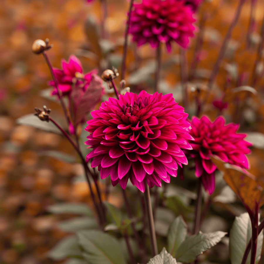 Dahlie Purple Flame