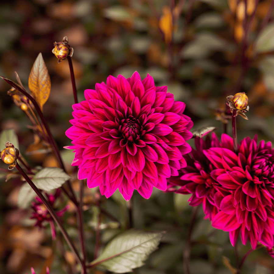 Dahlie Purple Flame