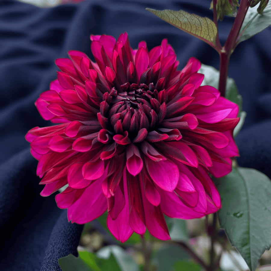 Dahlie Purple Flame