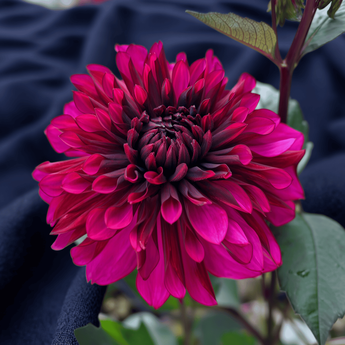Dahlie Purple Flame