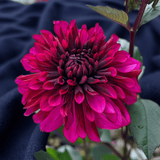 Dahlie Purple Flame