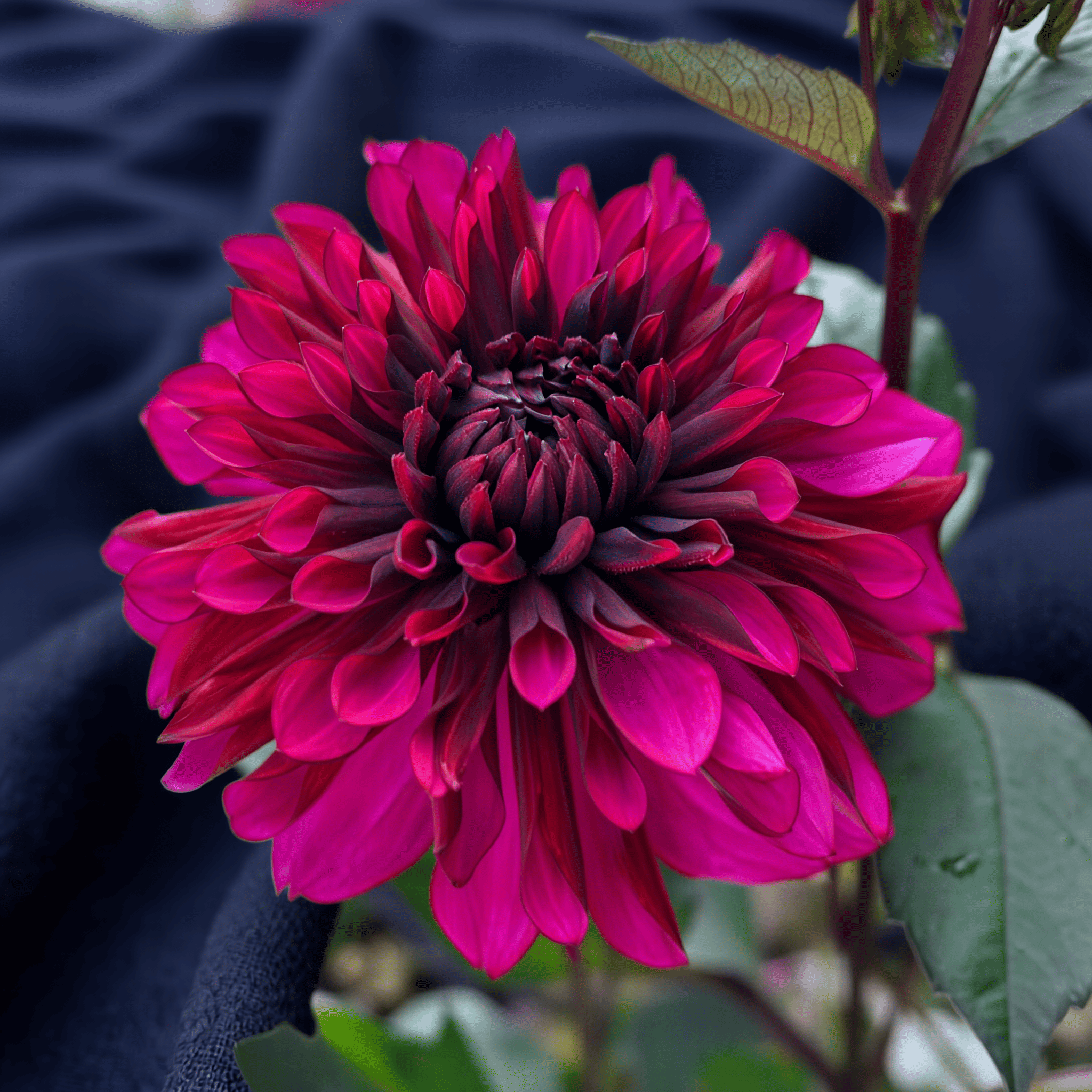 Dahlie Purple Flame