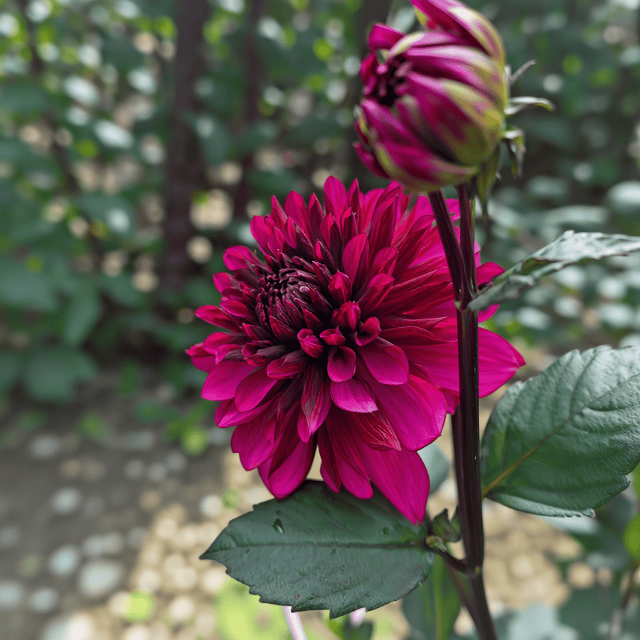 Dahlie Purple Flame