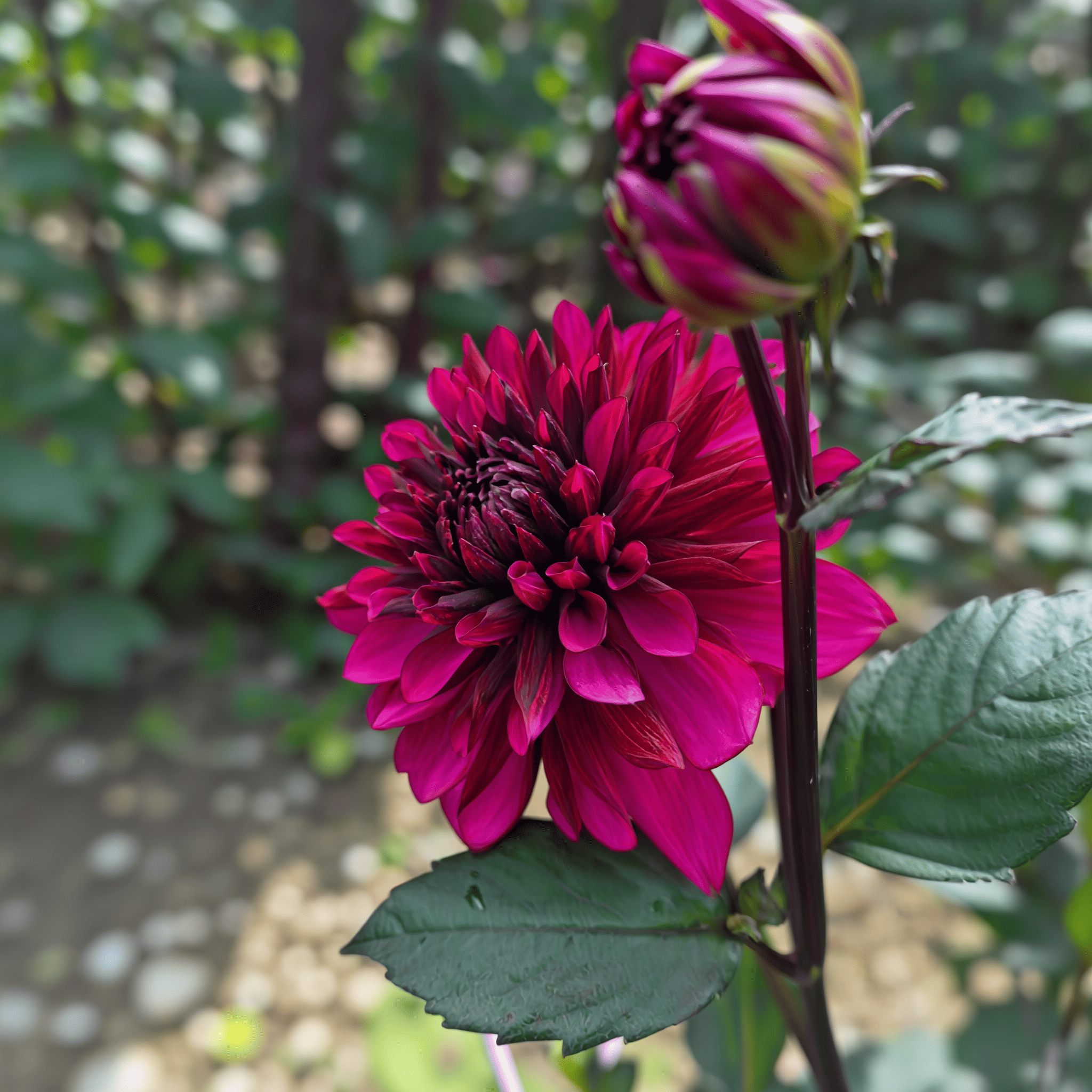 Dahlie Purple Flame