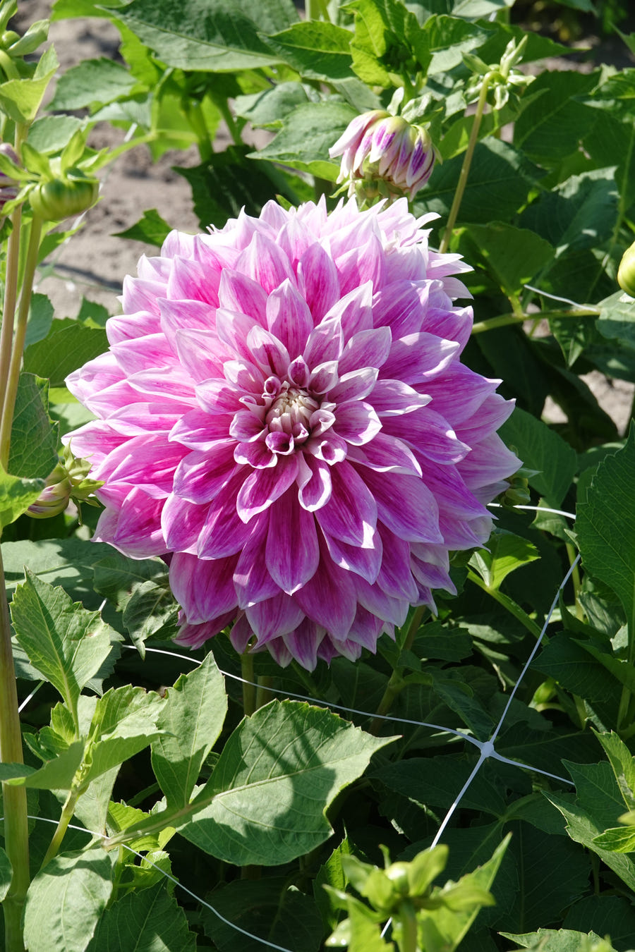 Dahlie 'Purple Explosion'