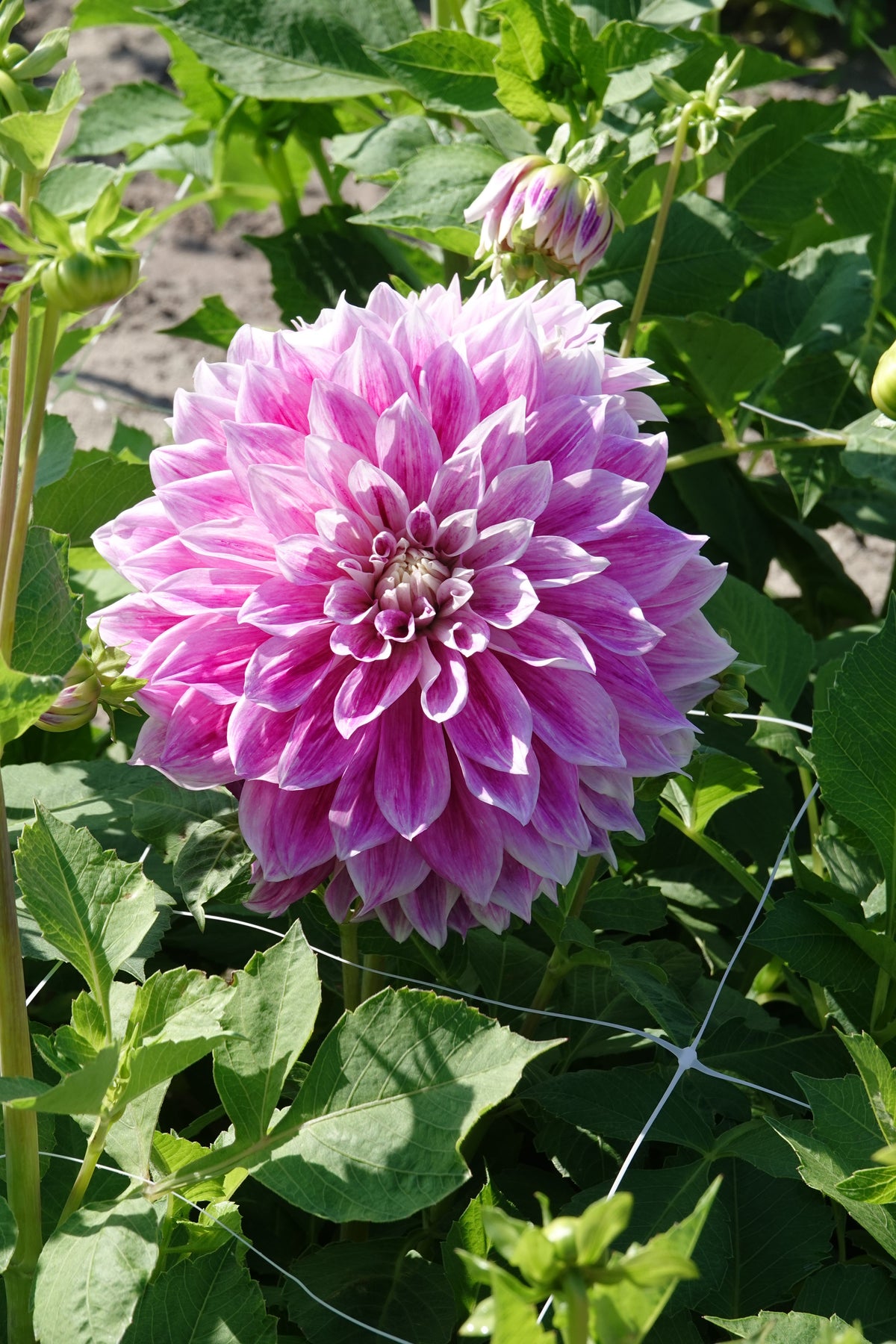 Dahlie 'Purple Explosion'