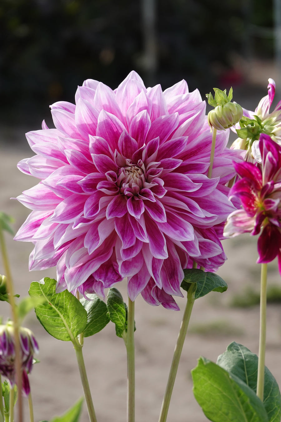 Dahlie 'Purple Explosion'