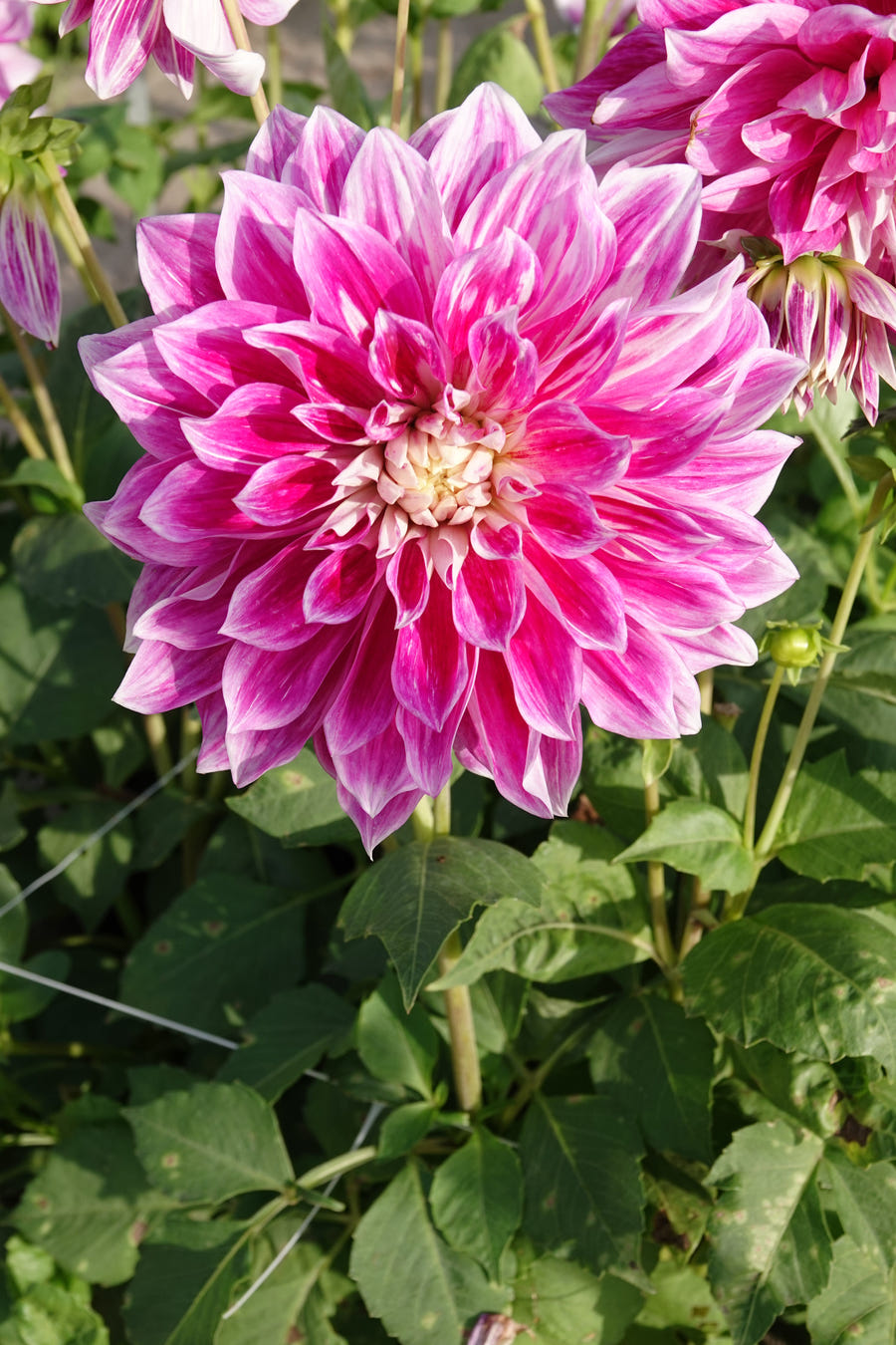 Dahlie 'Purple Explosion'