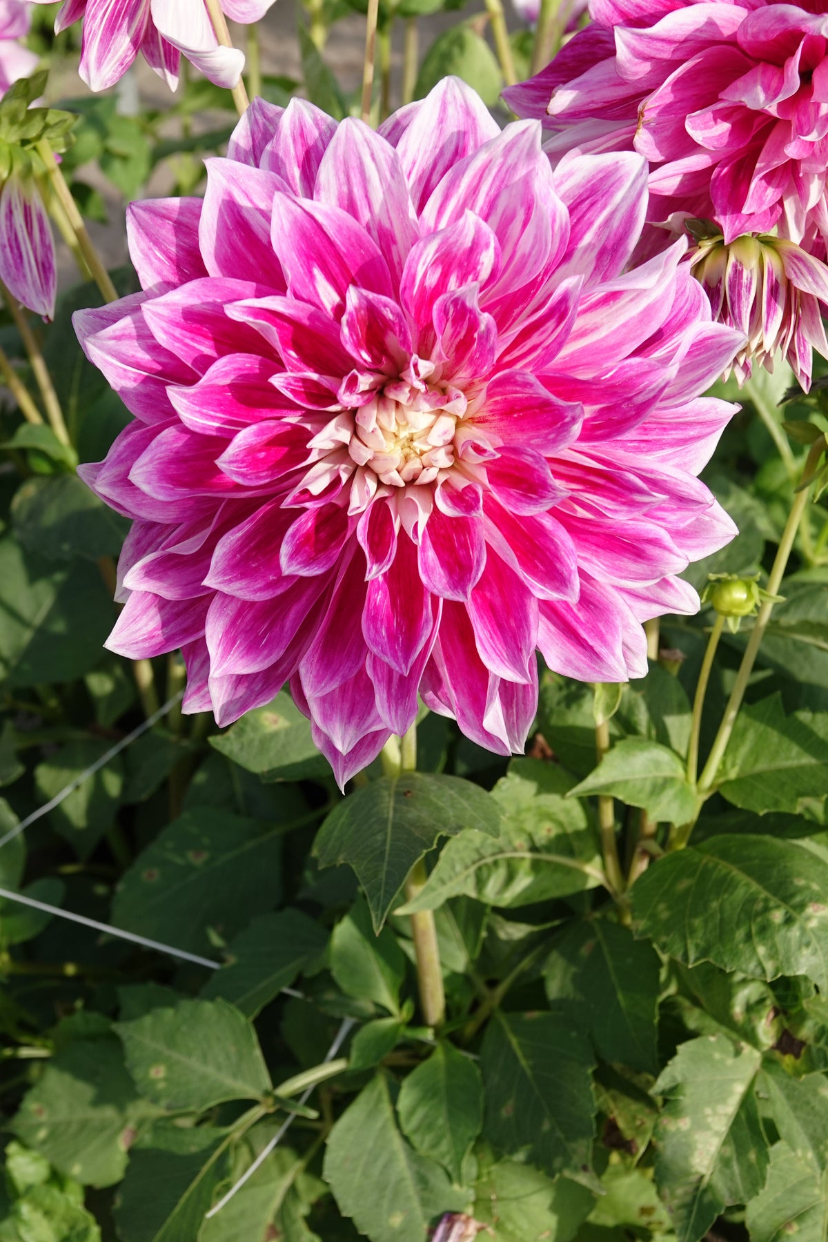 Dahlie 'Purple Explosion'