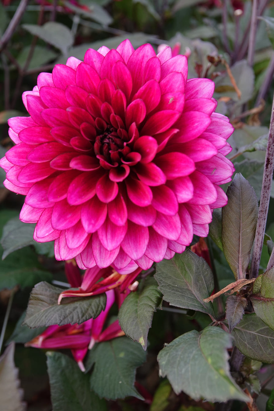 Dahlie Purple Flame