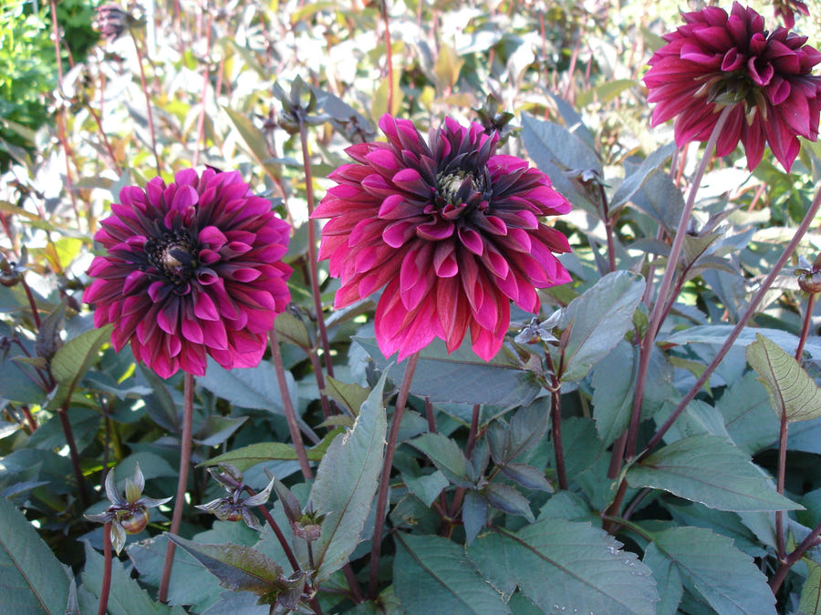 Dahlie Purple Haze