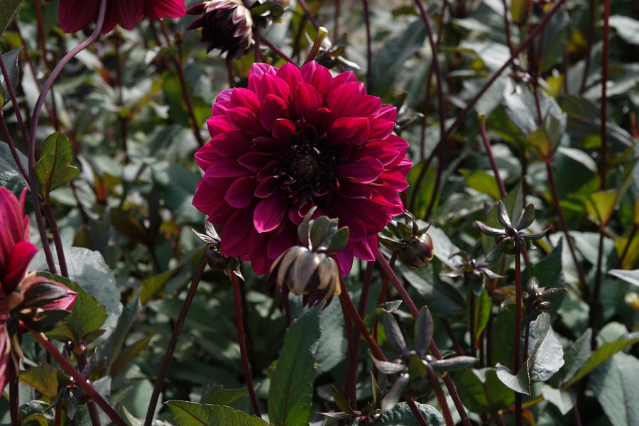 Dahlie Purple Haze