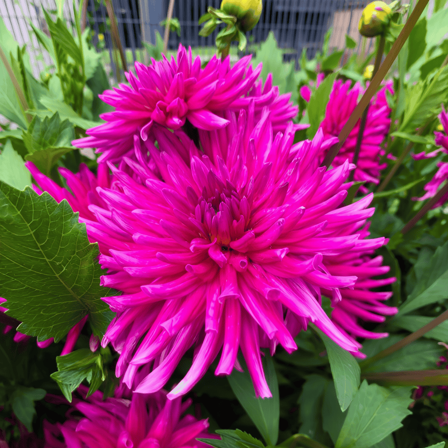 Dahlie 'Purple Gem'