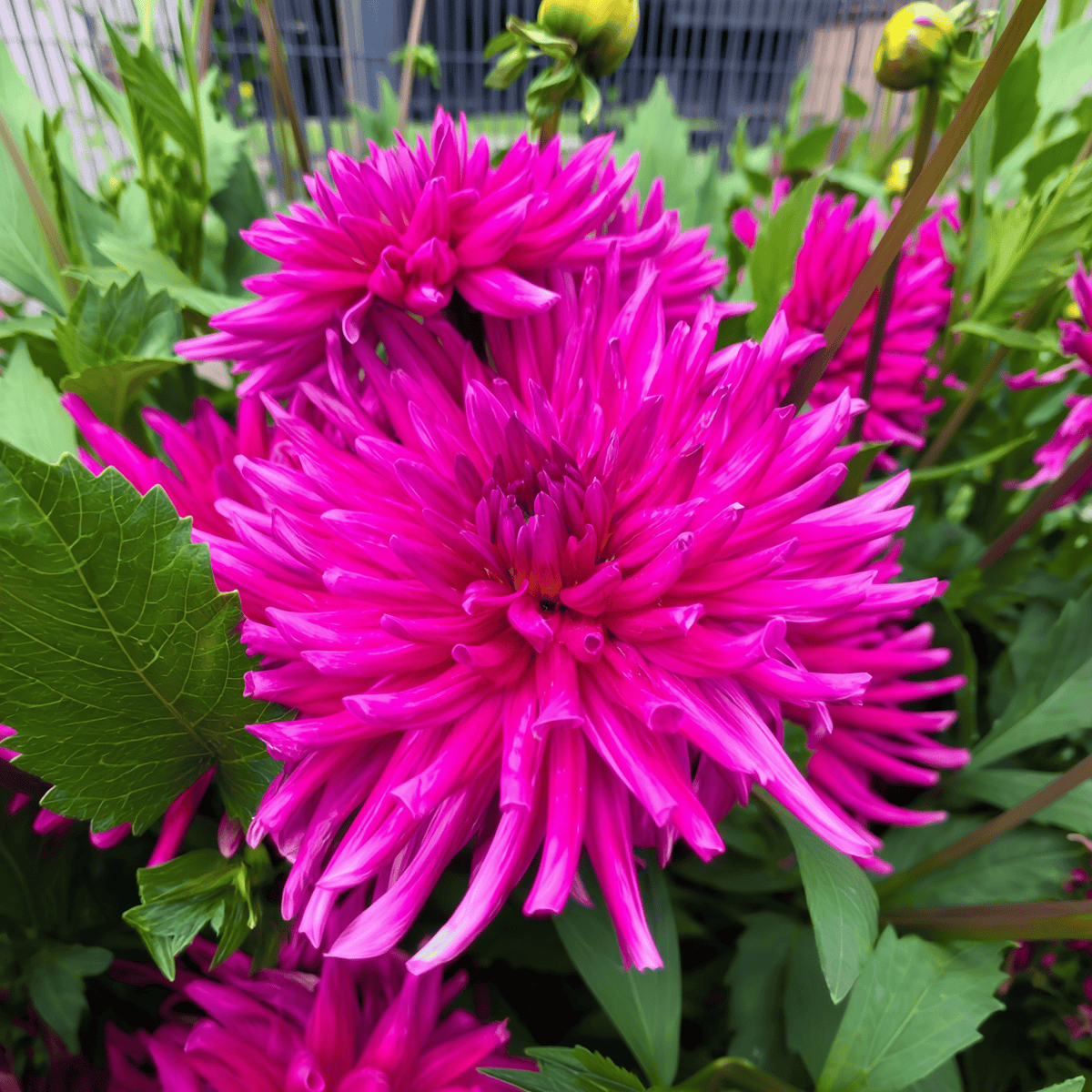 Dahlie 'Purple Gem'