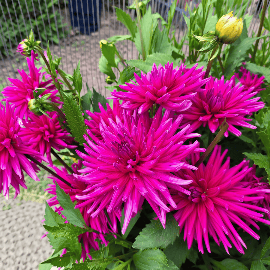 Dahlie 'Purple Gem'