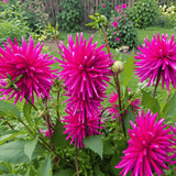 Dahlie 'Purple Gem'